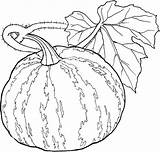 Squash Vegetables Pumpkin Cizimler Kidsdrawing sketch template