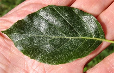 leaf oval smooth tree guide uk tree id  oval smooth edged leaf
