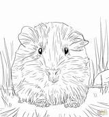 Coloring Guinea Pages Pig Cute Getcolorings sketch template