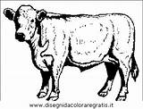 Mucca Toro Gratis Malvorlagen 1578 Kuhe Disegnidacoloraregratis sketch template