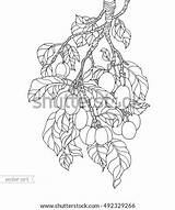 Plum Tree Coloring Template sketch template