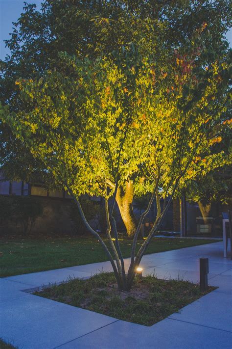 meerstammige bomen outdoor landscape lighting outdoor tree lighting landscape design