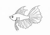 Fish Betta Coloring Pages Fighting Siamese Drawing Printable Cartoon Beta Colouring Color Draw Japanese Svg Getcolorings Patterns Getdrawings Visit sketch template