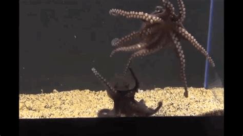 super shifty octopus uses ‘shoulder tap technique to catch its prey