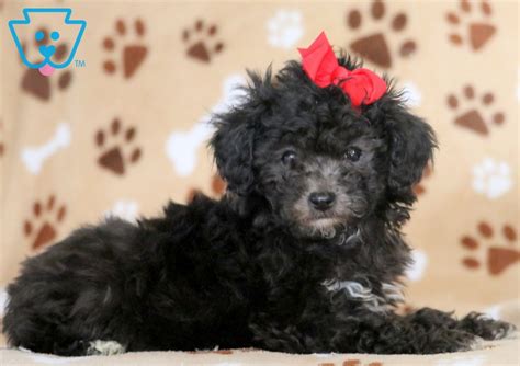 tizzy toy poodle puppy  sale keystone puppies