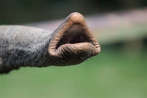 elephant nose stock  pictures royalty  images istock