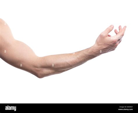mans arm bent   elbow isolated  white background stock photo  alamy