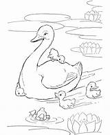 Coloring Duck Pages Baby Popular Kids sketch template