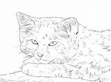 Coloring Cat Pages Realistic Printable Big Getdrawings Color Getcolorings sketch template