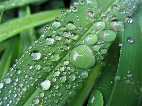 raindrops  leaf stock photo freeimagescom