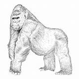Gorilla Gorille Step sketch template