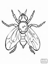 Firefly Coloring Pages Insect Fly Fireflies Getdrawings Drawing Insects sketch template