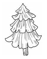 Tree Fir Evergreen sketch template