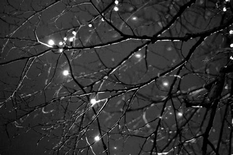 christmas lights  black  white  brought   flickr