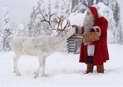 Santa Claus Feeding Reindeer At The Top Ritavaara In Pello In Lapland