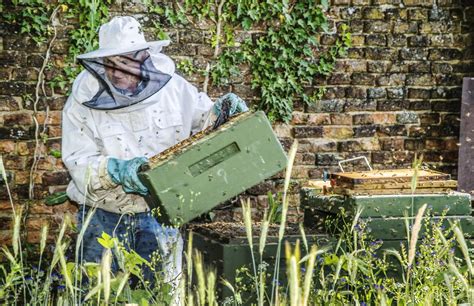 lokale imker moet omgeving aantrekkelijk maken voor bijen laakdal het nieuwsblad