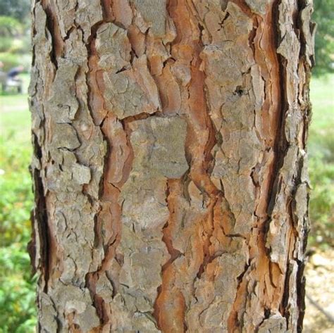 bark tree guide uk bark used for tree identification