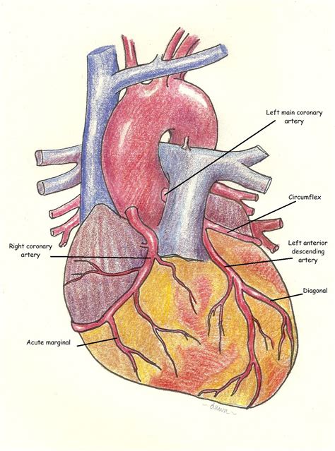 heart art page  ecg guru instructor resources