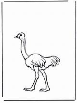 Coloring Ostrich Popular Library Clipart sketch template