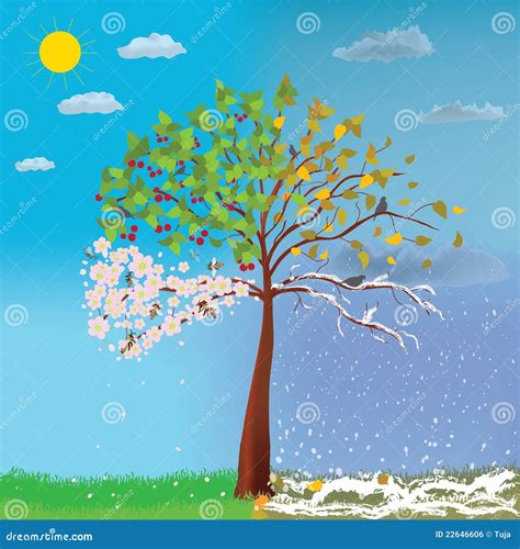albero  quattro stagioni illustrazione vettoriale illustrazione  ciliegia nube