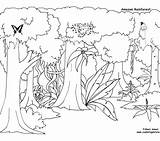 Rainforest Coloring Pages Tropical Layers Drawing Amazon Printable Plants Getdrawings Getcolorings sketch template
