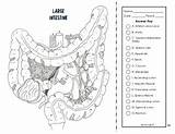 Coloring System Excretory Digestive sketch template