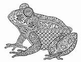 Frog Coloring Zentangle Amphibian Sheet Detailed Preview sketch template