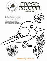 Phoebe Birdwatchingacademy sketch template