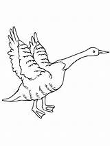 Goose Coloring Flying Geese Canada Pages Getcolorings Printable Getdrawings Color sketch template