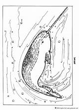 Coloring Narwhal Pages Sawfish Sea Animal Animals Ballena Dibujo La Designlooter Con Azul Hellokids Print Color Online sketch template