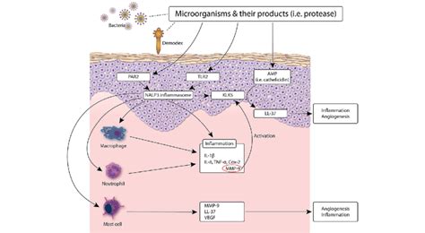 involvement of the skin microbiota in rosacea pathophysiology pattern