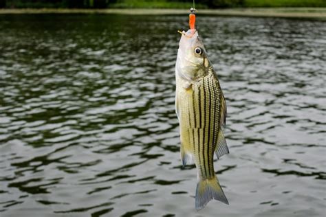 Types Of Bass In North America Black White Striped And More