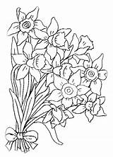 Coloring Narcissus Pages Coloringtop sketch template