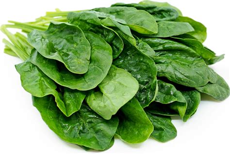 spinach information recipes  facts