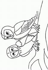 Animals Nocturnal Colouring Coloring Owls Barn Pages Clipart Library Popular sketch template