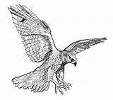 Burkart Falke Peregrine Falco Cuadernos Zeichnung Hawks Halcones Abrir sketch template