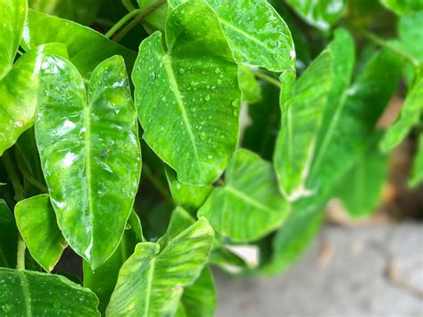 philodendron plant care  growing guide