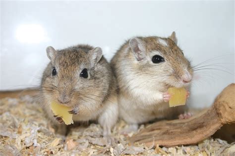 cute  funny gerbils pictures funny  cute animals
