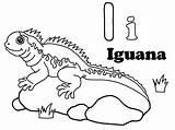 Iguana Iguanas Kolorowanki Dzieci Iguane Animaux Coloreardibujosgratis Animales Dxf sketch template