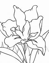 Iris Coloring Flower Pages Flowers Year Drawings Printable Color Handipoints Drawing Olds Line Paint Cool Colouring Old Spring Designlooter Irises sketch template