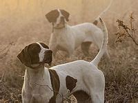 bird dogs ideas bird dogs dogs hunting dogs