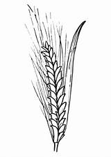 Wheat Coloring Printable Pages sketch template