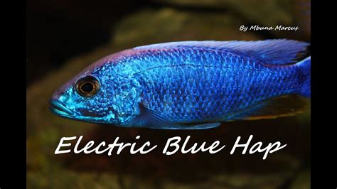 African Cichlid Sciaenochromis Fryeri Electric Blue Hap