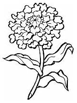 Colorat Crizanteme Planse Desene sketch template