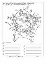 Anatomy Cell Coloring Plant Sheet Pdf sketch template