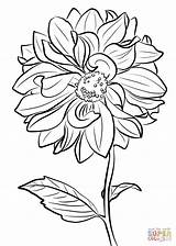 Dahlia Coloring Pages Drawing Clark Marguerite Getdrawings Line Printable sketch template