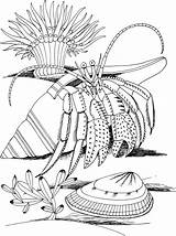 Crab Hermit Coloring Pages Shell Spider Kids Coloriage Imprimer Printable Hermite Bernard Crustacean Coquillage Colorier Drawing Et Dessin Adult Sur sketch template