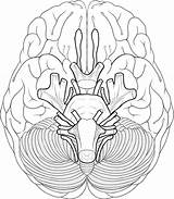 Brain Cranial Coloring Nerves Anatomy Pages Sheet Nerve Diagram System Sheep Human Blank Drawing Worksheet Educational Works Face Color Biologycorner sketch template