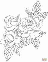 Coloring Bush Rose 41kb 955px sketch template