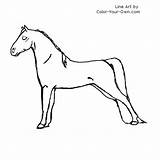 Morgan Horse Coloring Pages Standing Show Stance Index Own Color sketch template